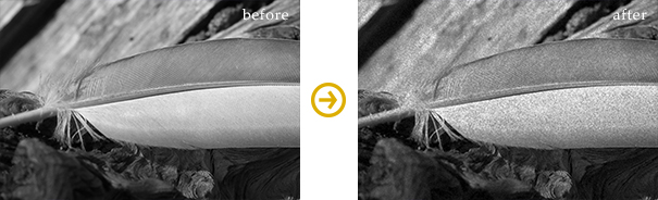 Sample: Add Noise in Monochrome Photography