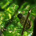 Wild bird : 0123