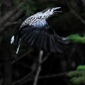 Wild bird : 0139