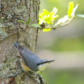 Wild bird : 0143
