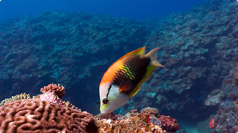 SILKYPIX Marine Photography Pro 3.0
