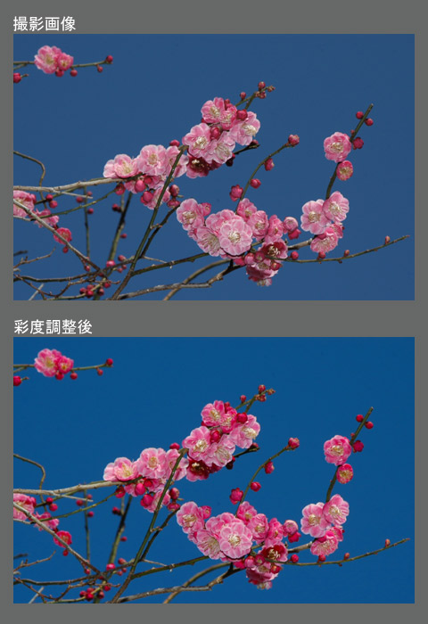 q␳